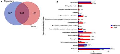 Comparative Proteomic Analysis of Histoplasma capsulatum Yeast and Mycelium Reveals Differential Metabolic Shifts and Cell Wall Remodeling Processes in the Different Morphotypes